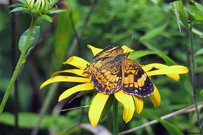 How to Grow Black-Eyed Susans, a Garden Favorite