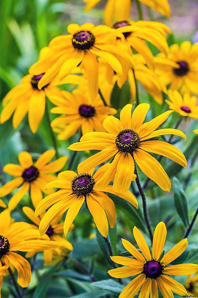How to Grow Black-Eyed Susans, a Garden Favorite