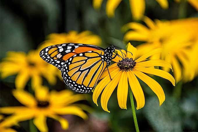 How to Grow Black-Eyed Susans, a Garden Favorite
