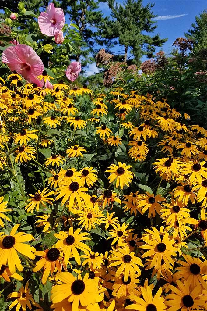 How to Grow Black-Eyed Susans, a Garden Favorite