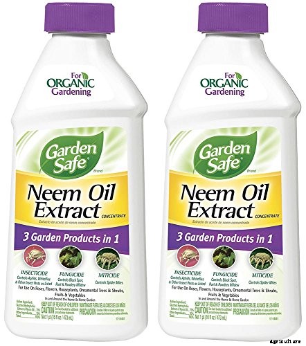 How to Grow Black-Eyed Susans, a Garden Favorite