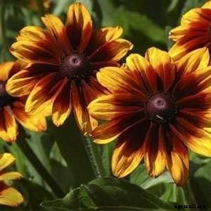 How to Grow Black-Eyed Susans, a Garden Favorite