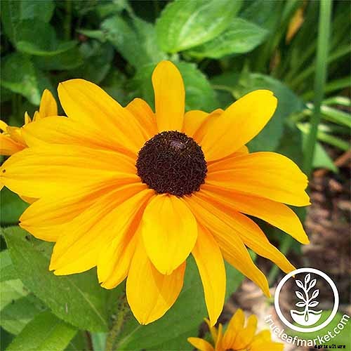 How to Grow Black-Eyed Susans, a Garden Favorite