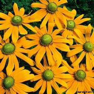 How to Grow Black-Eyed Susans, a Garden Favorite