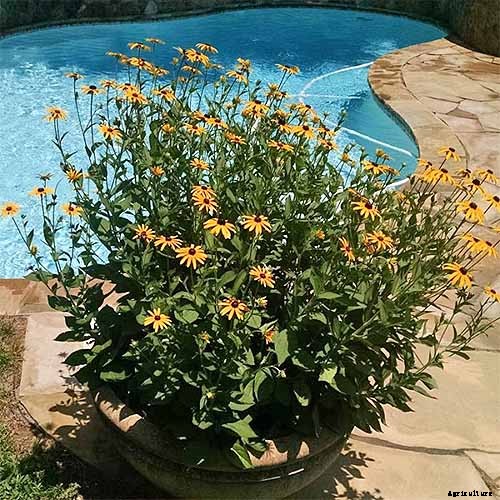 How to Grow Black-Eyed Susans, a Garden Favorite