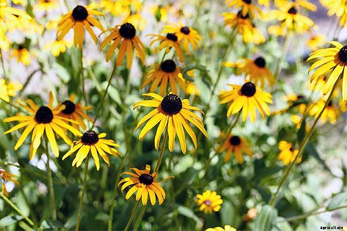 How to Grow Black-Eyed Susans, a Garden Favorite