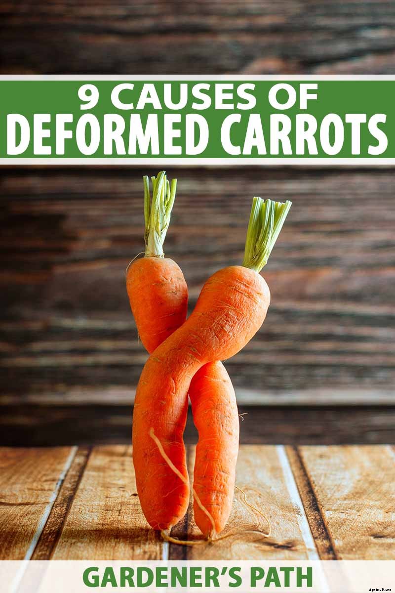 9 Causes of Deformed Carrots: How to Prevent Forking, Branching, Twisted, and Knobby Root Vegetables