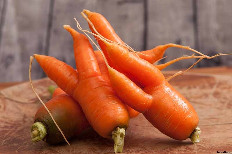 9 Causes of Deformed Carrots: How to Prevent Forking, Branching, Twisted, and Knobby Root Vegetables