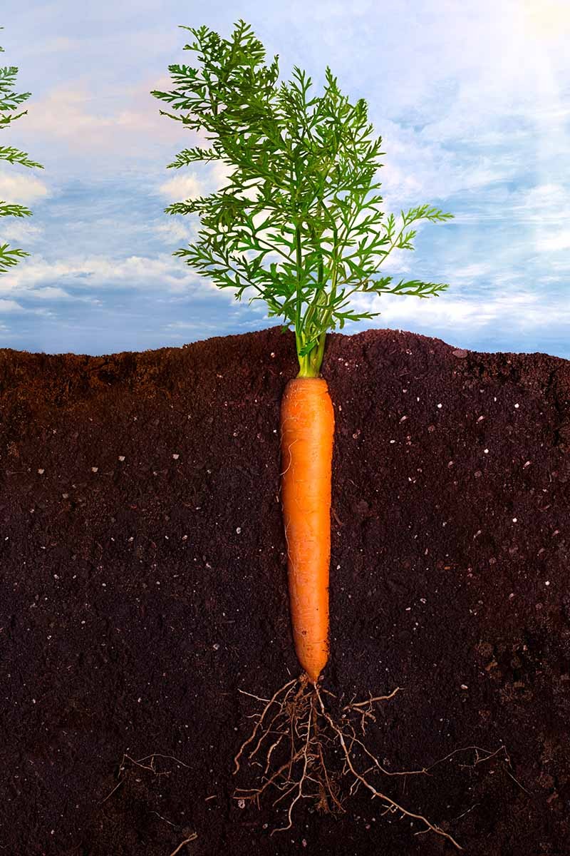 9 Causes of Deformed Carrots: How to Prevent Forking, Branching, Twisted, and Knobby Root Vegetables