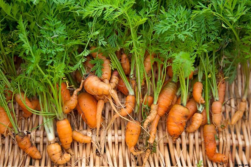9 Causes of Deformed Carrots: How to Prevent Forking, Branching, Twisted, and Knobby Root Vegetables