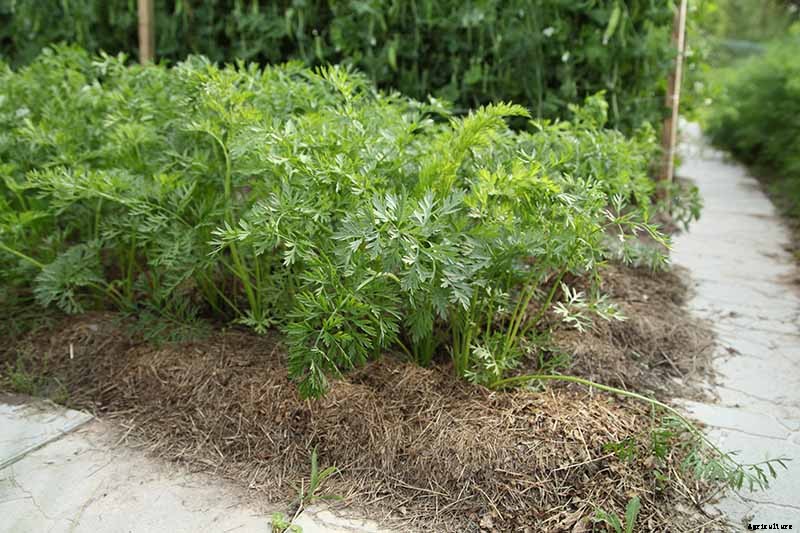9 Causes of Deformed Carrots: How to Prevent Forking, Branching, Twisted, and Knobby Root Vegetables