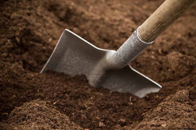 9 Causes of Deformed Carrots: How to Prevent Forking, Branching, Twisted, and Knobby Root Vegetables