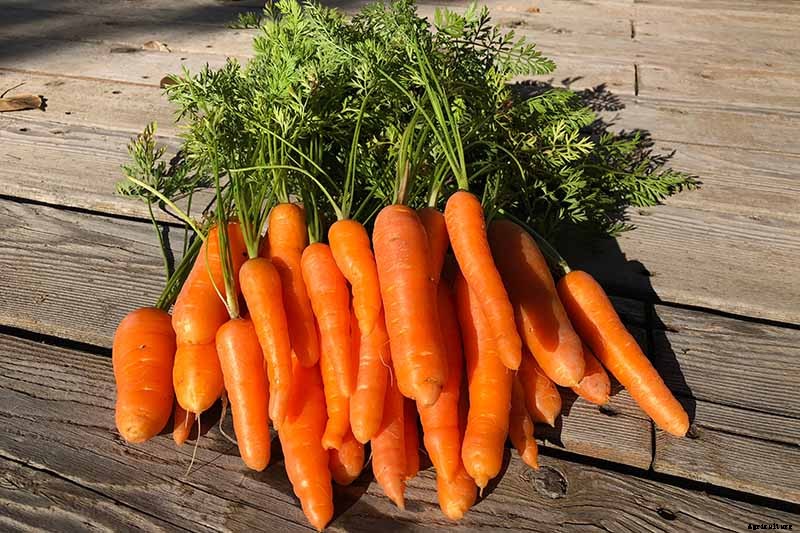9 Causes of Deformed Carrots: How to Prevent Forking, Branching, Twisted, and Knobby Root Vegetables