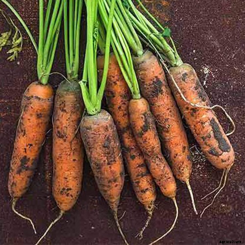 9 Causes of Deformed Carrots: How to Prevent Forking, Branching, Twisted, and Knobby Root Vegetables