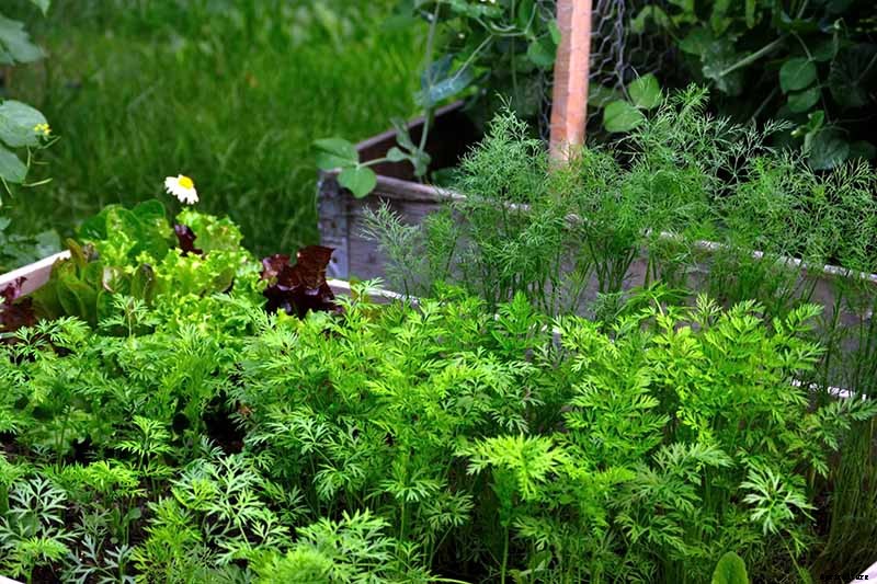 9 Causes of Deformed Carrots: How to Prevent Forking, Branching, Twisted, and Knobby Root Vegetables
