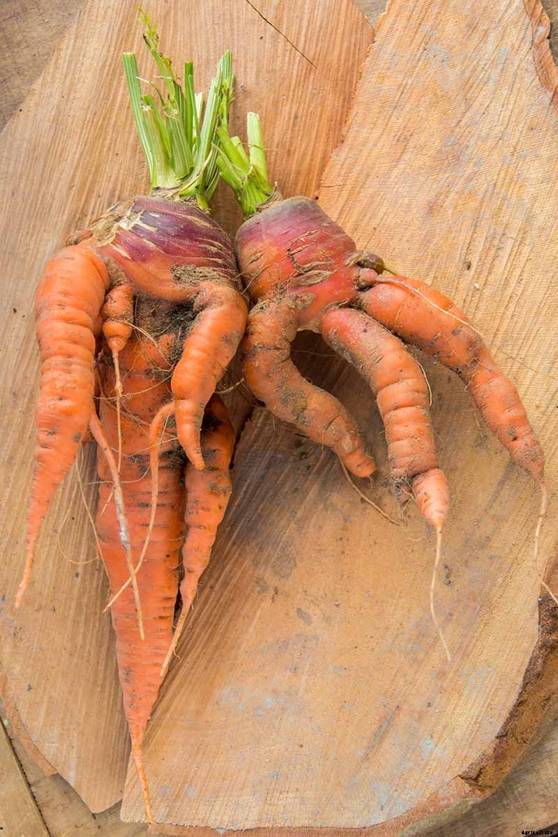 9 Causes of Deformed Carrots: How to Prevent Forking, Branching, Twisted, and Knobby Root Vegetables