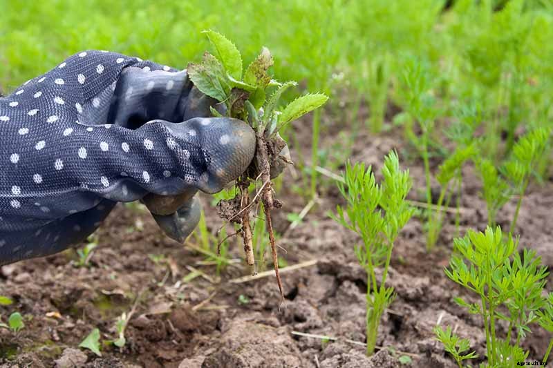9 Causes of Deformed Carrots: How to Prevent Forking, Branching, Twisted, and Knobby Root Vegetables