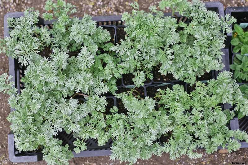 9 Causes of Deformed Carrots: How to Prevent Forking, Branching, Twisted, and Knobby Root Vegetables