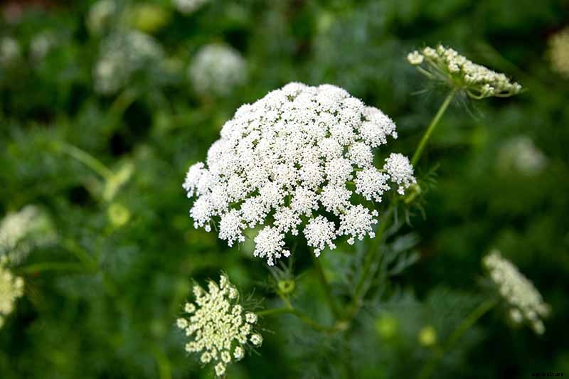 9 Causes of Deformed Carrots: How to Prevent Forking, Branching, Twisted, and Knobby Root Vegetables