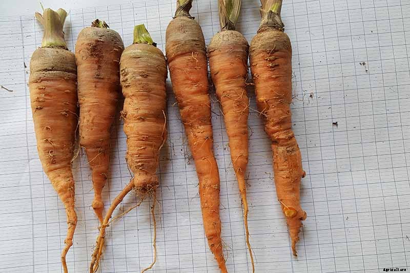 9 Causes of Deformed Carrots: How to Prevent Forking, Branching, Twisted, and Knobby Root Vegetables