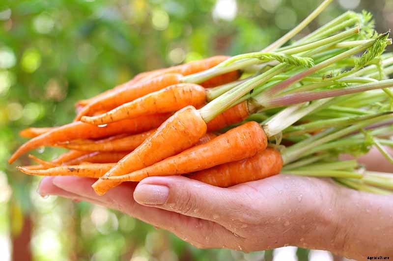 9 Causes of Deformed Carrots: How to Prevent Forking, Branching, Twisted, and Knobby Root Vegetables