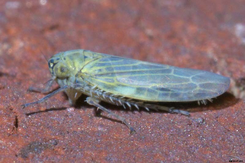 9 Causes of Deformed Carrots: How to Prevent Forking, Branching, Twisted, and Knobby Root Vegetables