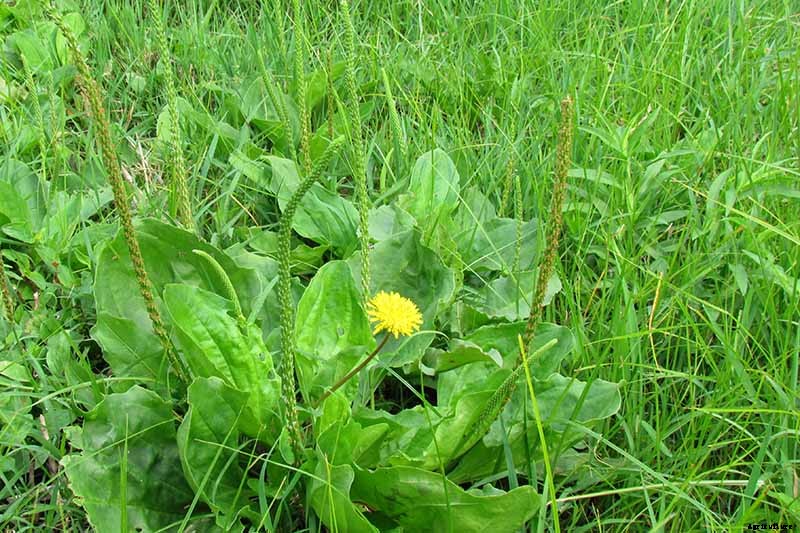 9 Causes of Deformed Carrots: How to Prevent Forking, Branching, Twisted, and Knobby Root Vegetables