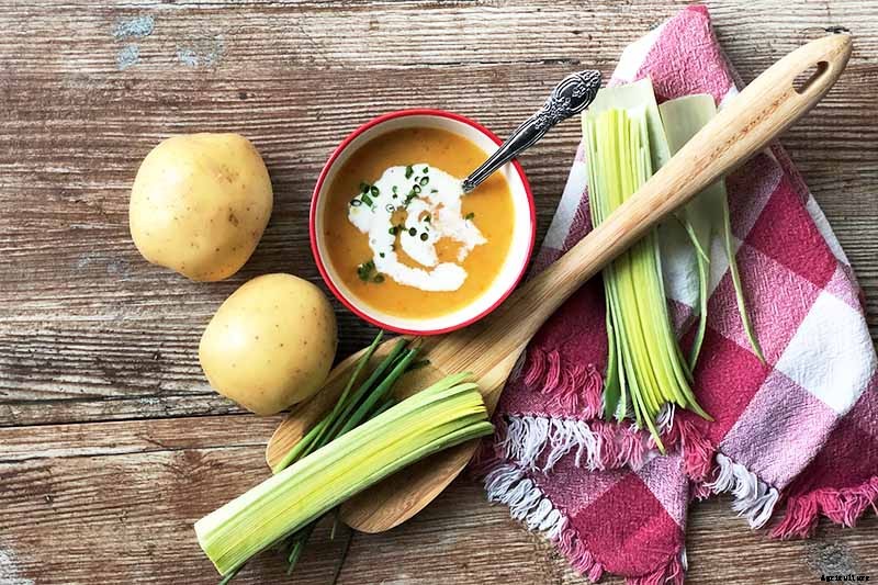 9 Causes of Deformed Carrots: How to Prevent Forking, Branching, Twisted, and Knobby Root Vegetables