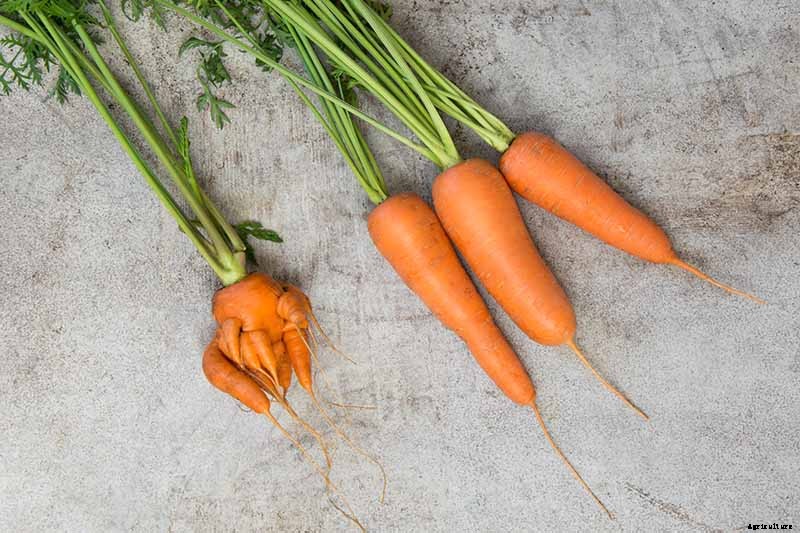 9 Causes of Deformed Carrots: How to Prevent Forking, Branching, Twisted, and Knobby Root Vegetables