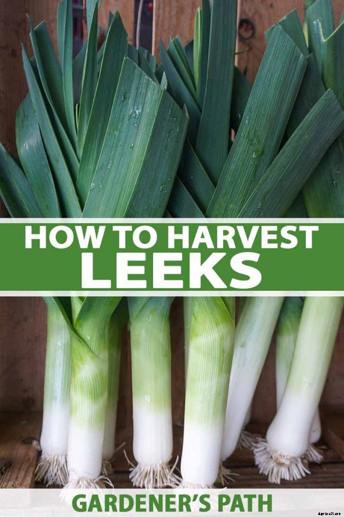 7 Tips for Harvesting Your Best Leek Crop Ever