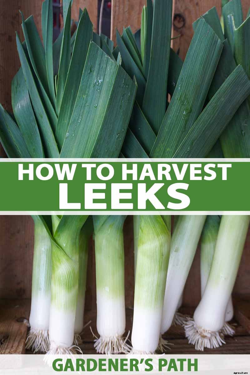 7 Tips for Harvesting Your Best Leek Crop Ever