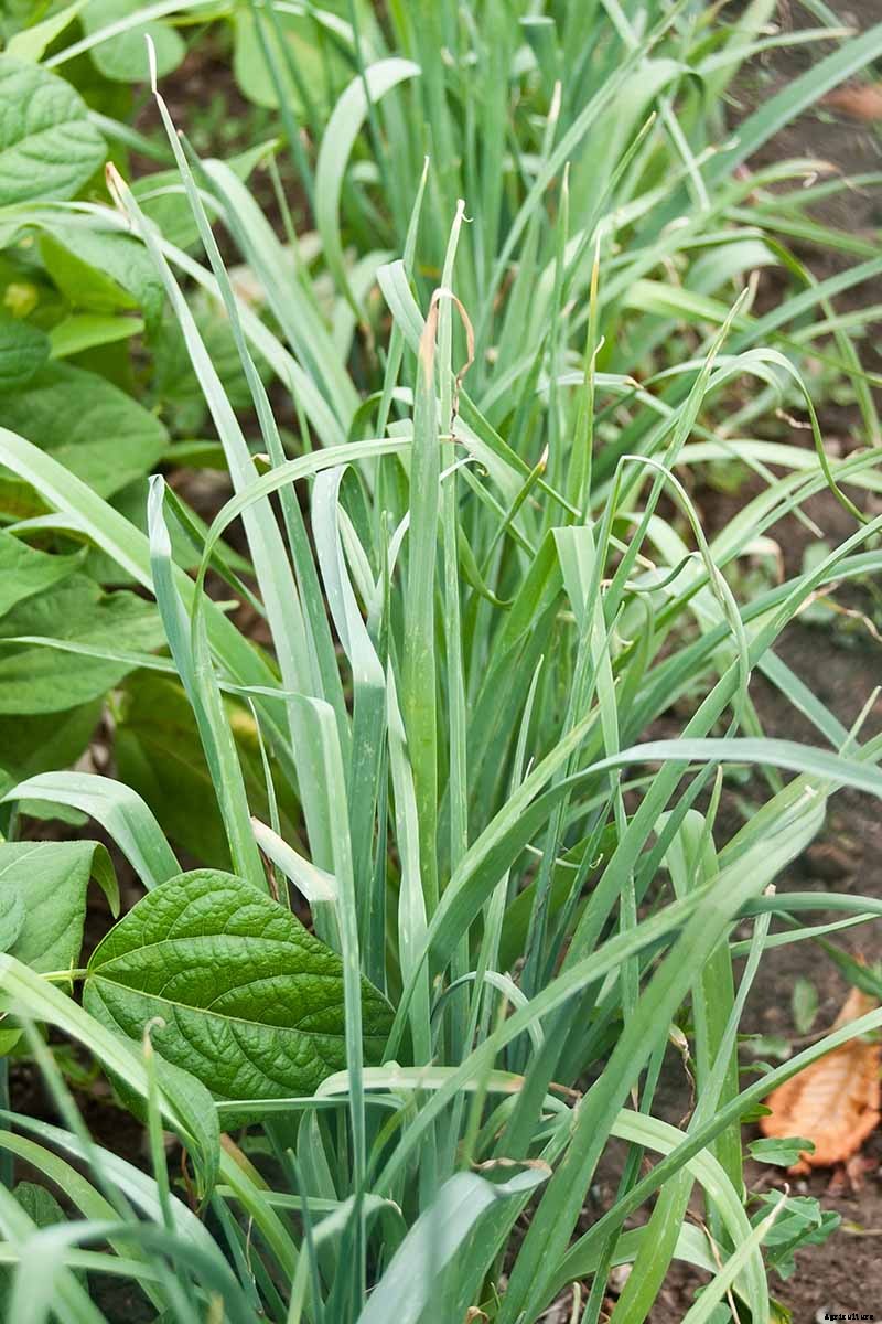 7 Tips for Harvesting Your Best Leek Crop Ever