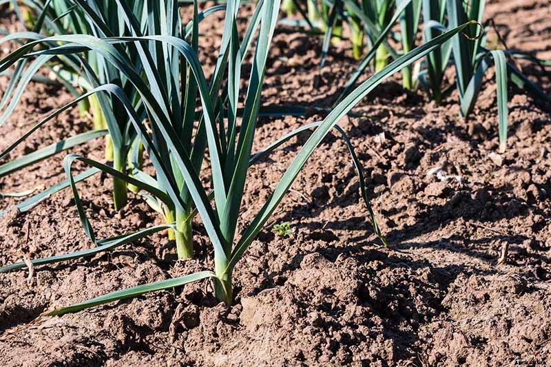7 Tips for Harvesting Your Best Leek Crop Ever