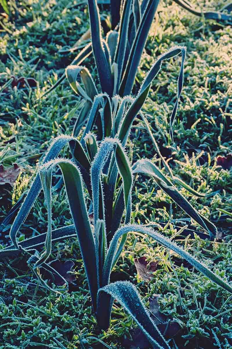 7 Tips for Harvesting Your Best Leek Crop Ever