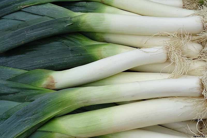 7 Tips for Harvesting Your Best Leek Crop Ever