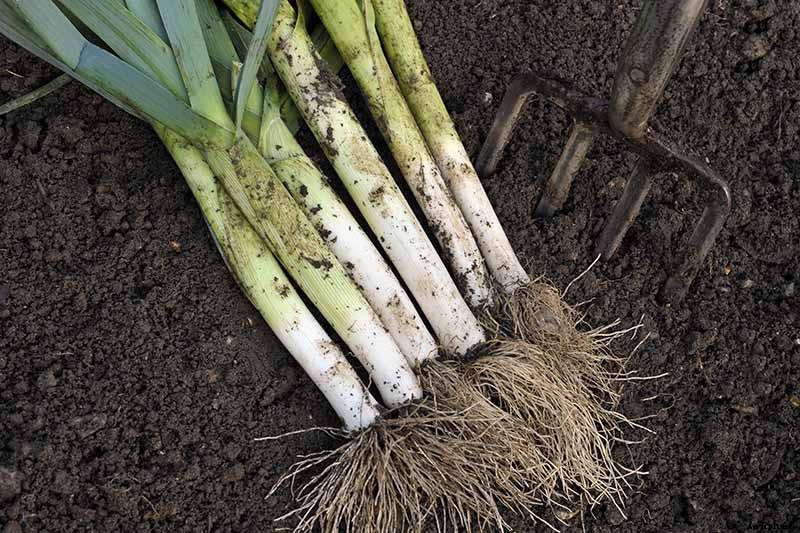7 Tips for Harvesting Your Best Leek Crop Ever