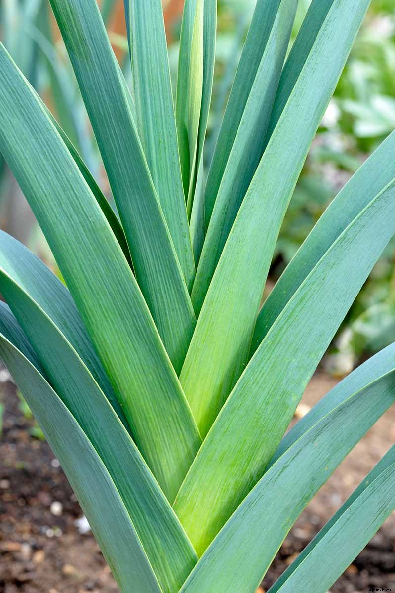 7 Tips for Harvesting Your Best Leek Crop Ever