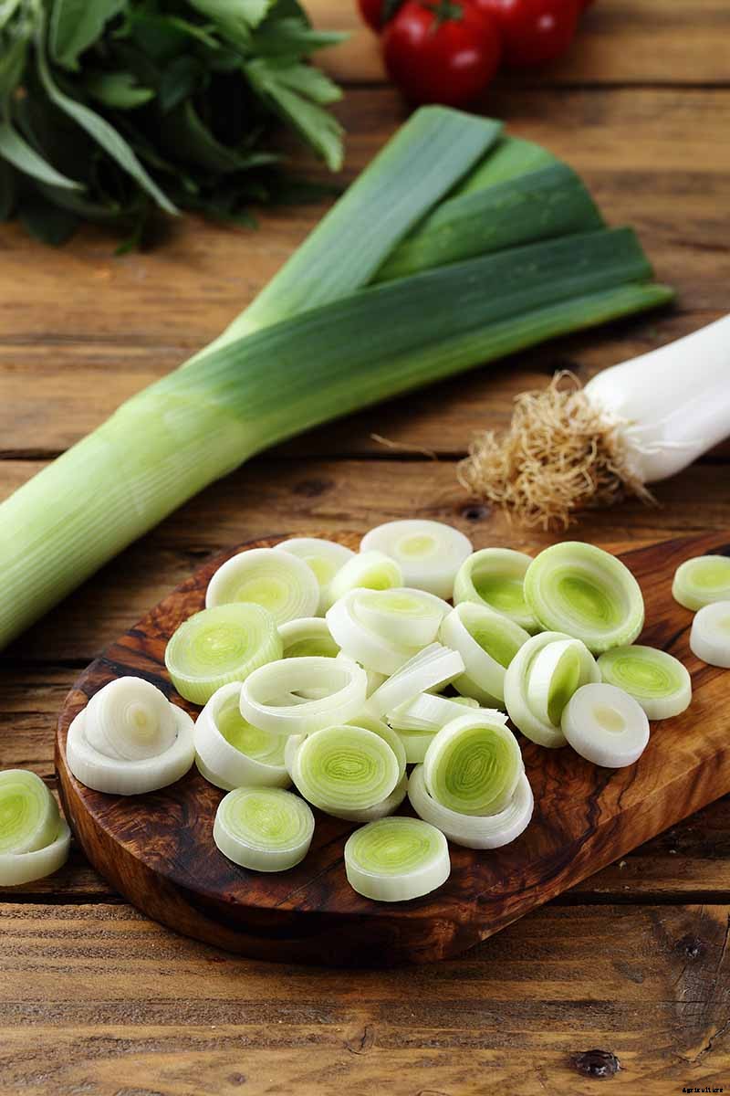 7 Tips for Harvesting Your Best Leek Crop Ever