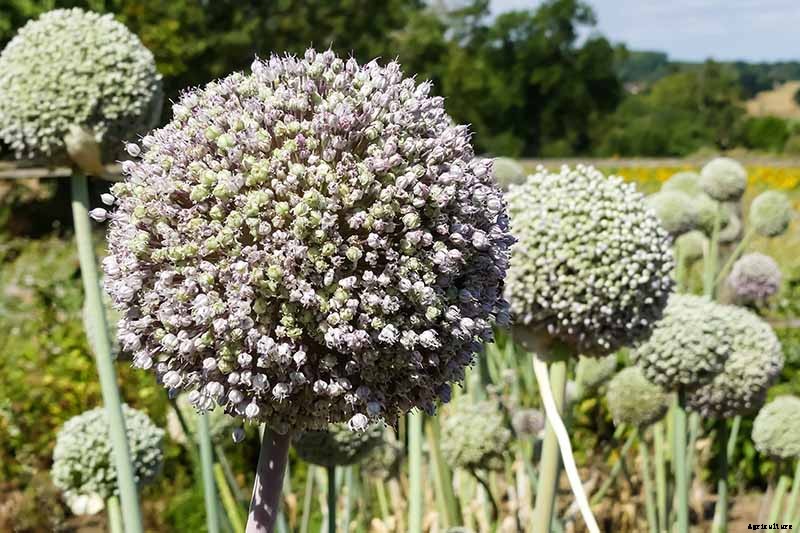 7 Tips for Harvesting Your Best Leek Crop Ever