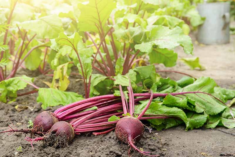 How to Harvest Beet Greens