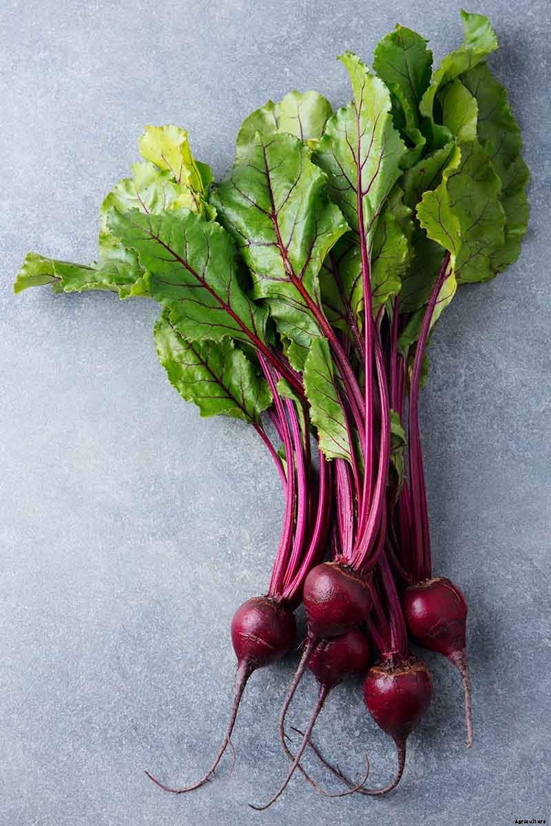 How to Harvest Beet Greens