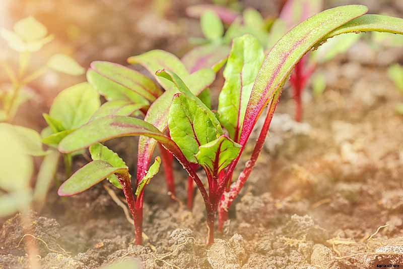How to Harvest Beet Greens