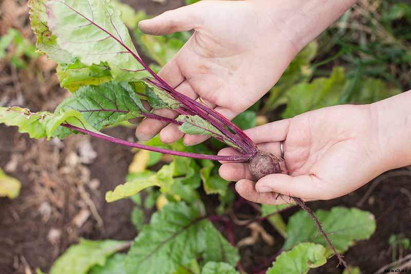 How to Harvest Beet Greens