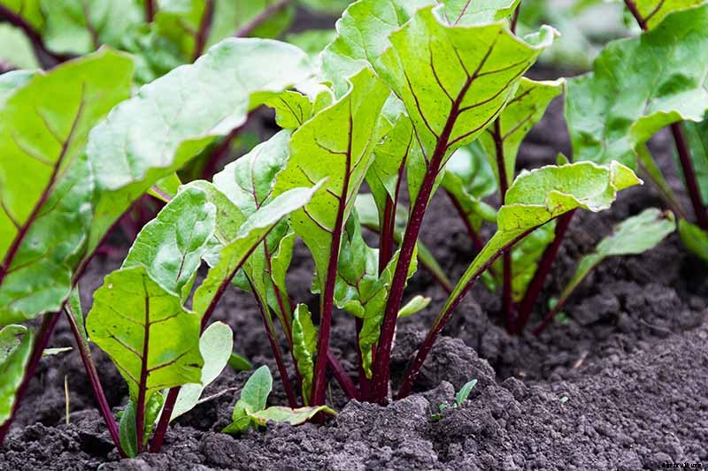How to Harvest Beet Greens