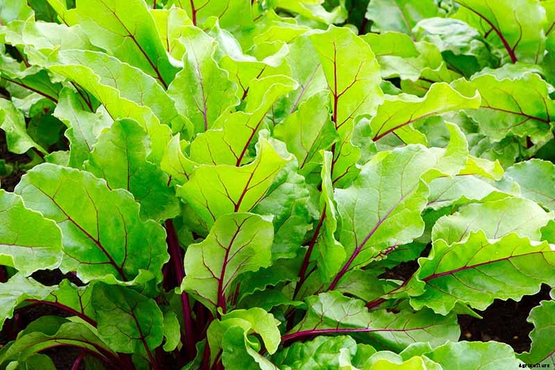 How to Harvest Beet Greens