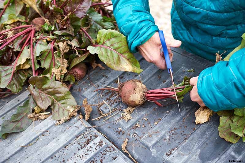 How to Harvest Beet Greens