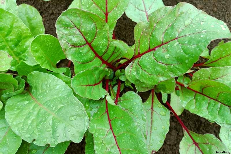 How to Harvest Beet Greens