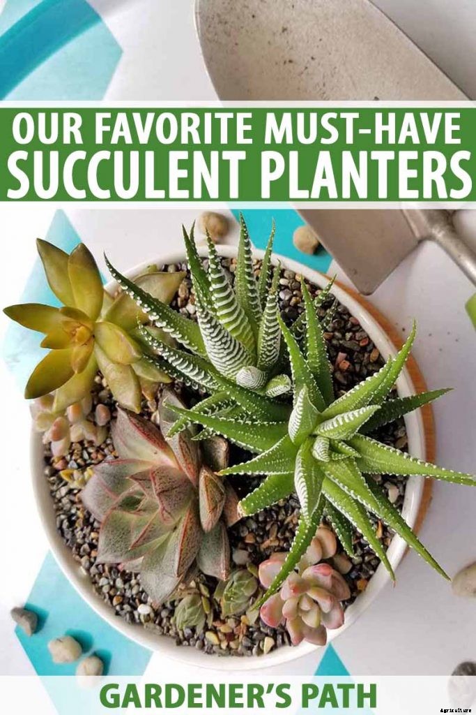 9 Must-Have Succulent Planters