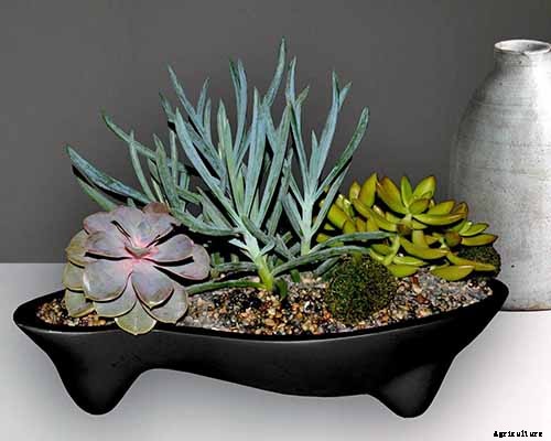 9 Must-Have Succulent Planters