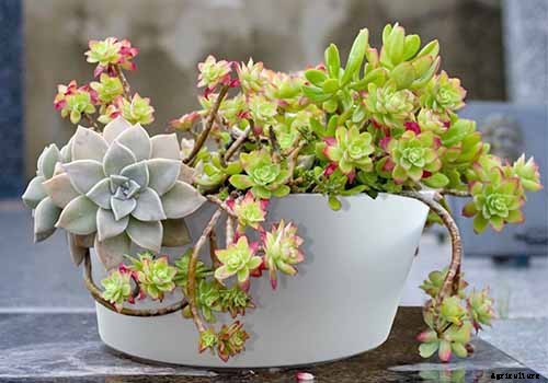 9 Must-Have Succulent Planters